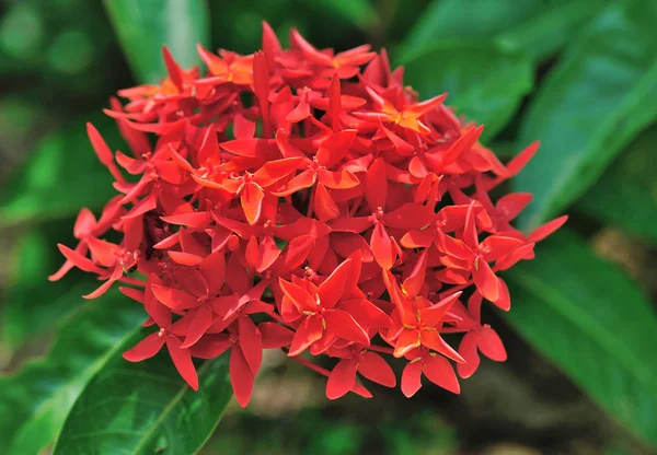 Krásné červené květy v zahradě — Stock fotografie