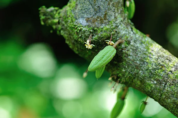 Vainas de cacao fresco —  Fotos de Stock