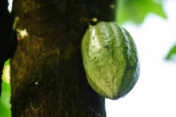 Verse cacao pod — Stockfoto