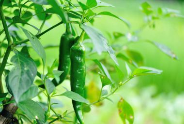 yeşil biber bitkiler