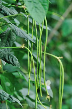 Uzun fasulye bitkiler