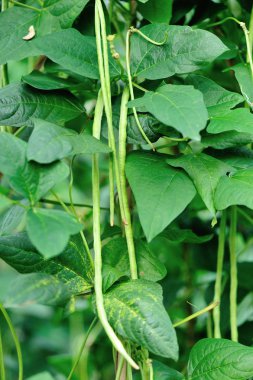 Uzun fasulye bitkiler