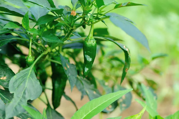 Green pepper plants — Stock Photo, Image