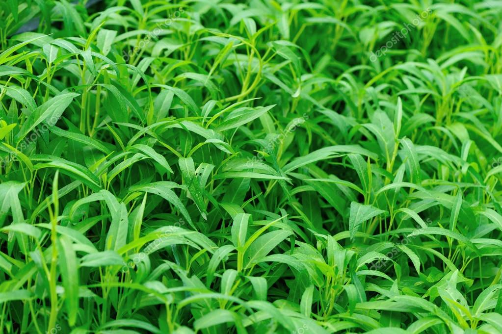 Green water spinach plants — Stock Photo © lzf 156931054