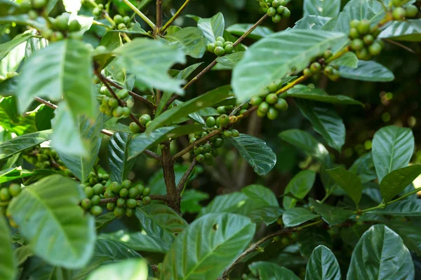 Coffee beans on tree — Stock Photo, Image