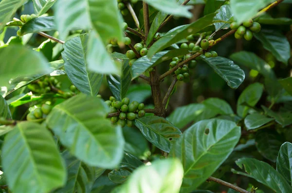 Granos de café en árbol —  Fotos de Stock