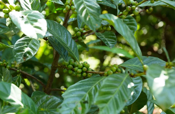 Coffee beans on tree — Stock Photo, Image