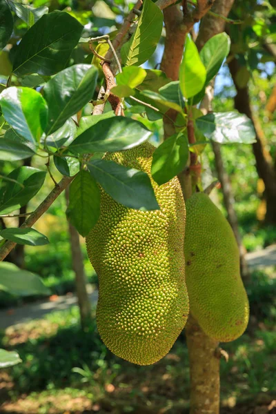 Jackfruits growing on tree — Stock Photo, Image