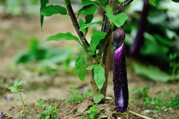 Eggplants at vegetable garden — Stock Photo, Image