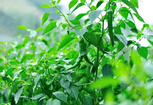 Green pepper plants — Stock Photo, Image