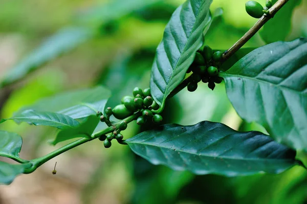 Kaffebönor som växer på träd — Stockfoto
