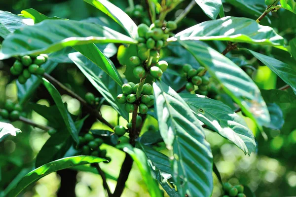 Coffee beans growing on tree — Stock Photo, Image