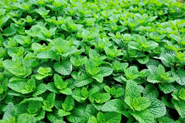 Green mint growing in garden — Stock Photo, Image