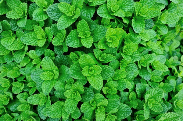 Green mint growing in garden — Stock Photo, Image
