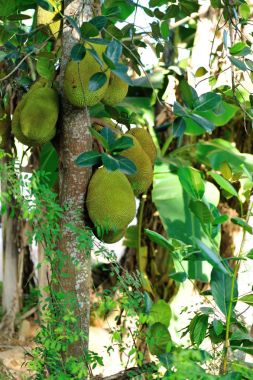 ağaç üzerinde büyüyen jackfruits