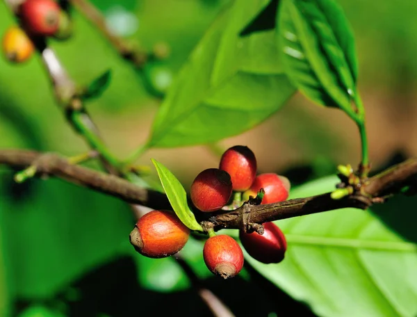 Grains de café poussant sur l'arbre — Photo