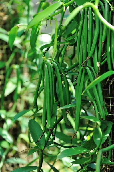 Yeşil vanilya bitkiler