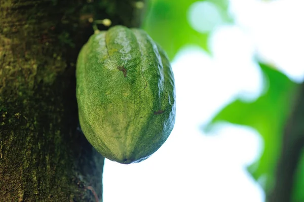 Frische Kakaoschote — Stockfoto