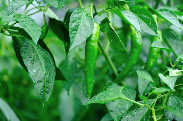 Piante di pepe verde — Foto Stock