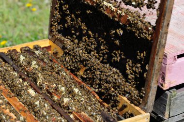  arıcılık kovan arı