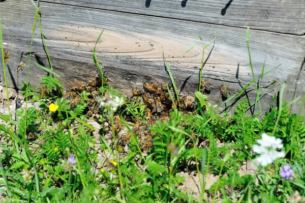 Wiele pszczół w ulu — Zdjęcie stockowe