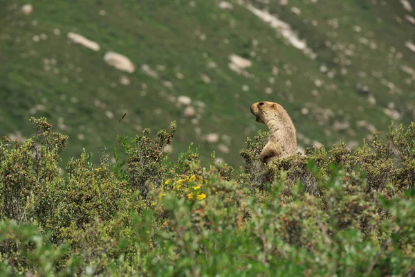 Çim Alp Dağ sıçanı