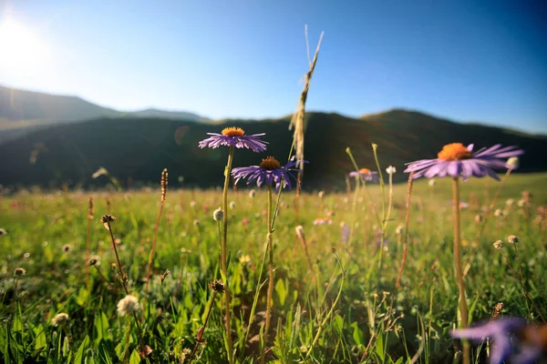 Belles Fleurs Dans Les Montagnes Des Prairies Sommet — Photo