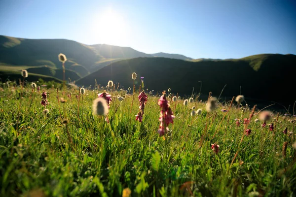 Belles fleurs sur prairie — Photo