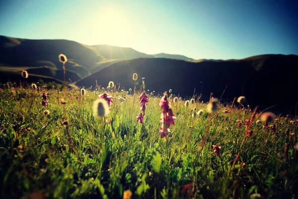 Belles fleurs sur prairie — Photo