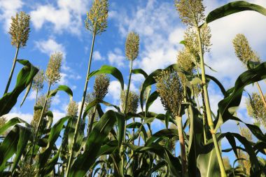 sorgum kırpma çiftlik