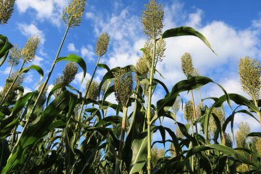 sorgum kırpma çiftlik