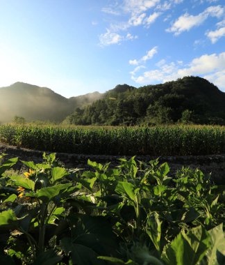 alan, güzel ayçiçeği