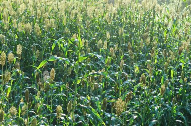 sorgum kırpma çiftlik