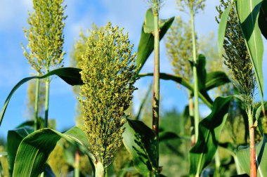 sorgum kırpma çiftlik