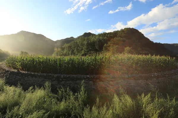 maize crop field at foot of mountain