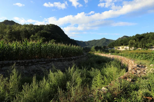 maize crop field at foot of mountain
