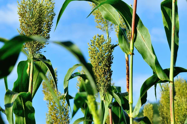 Exploração de sorgo — Fotografia de Stock