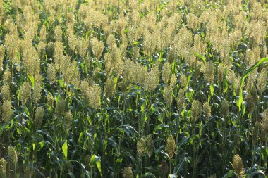 sorgum kırpma çiftlik