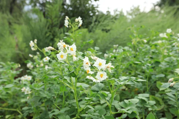 alan çiçekli patates