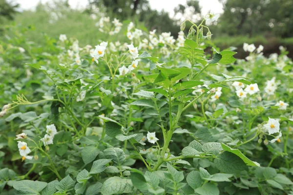 alan çiçekli patates