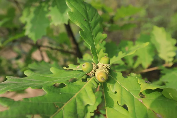 young oak tree with acorns