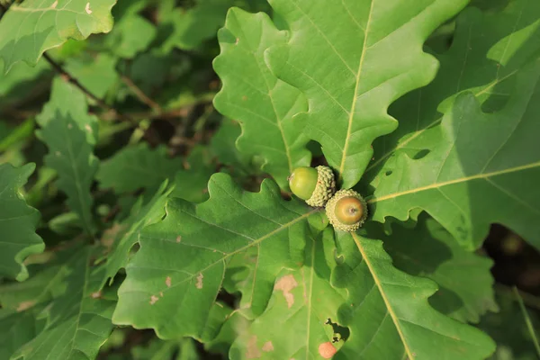 Young oak tree with acorns — Stock Photo, Image