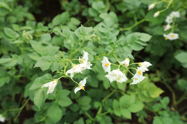 alan çiçekli patates