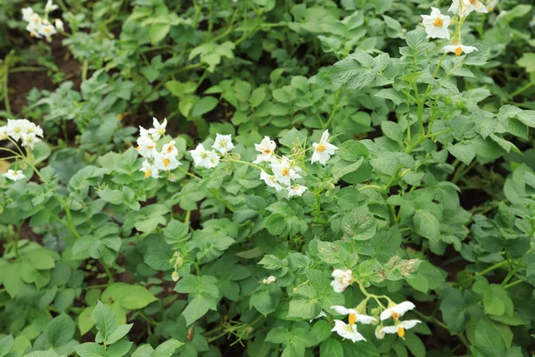 alan çiçekli patates