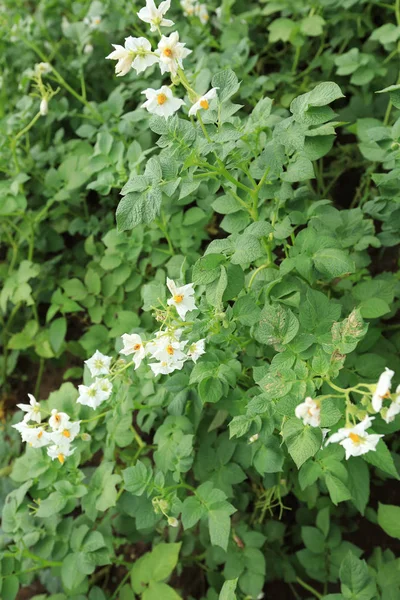 Field of flowering potatoes — Stock Photo, Image