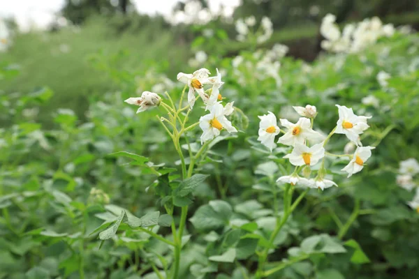 alan çiçekli patates