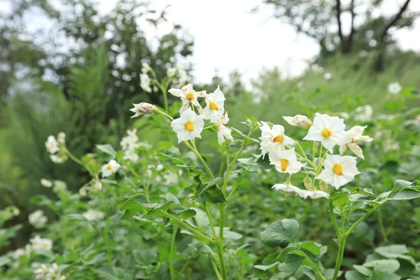 alan çiçekli patates