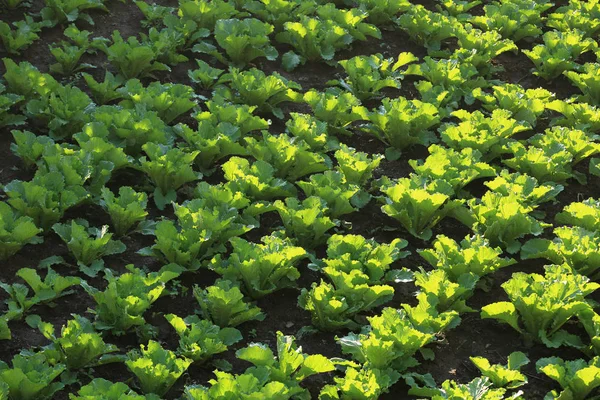 Repolho chinês verde — Fotografia de Stock