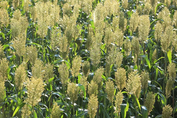 sorgum kırpma çiftlik