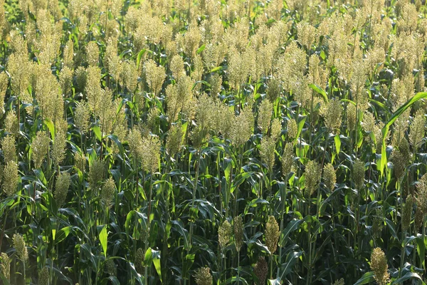 sorgum kırpma çiftlik